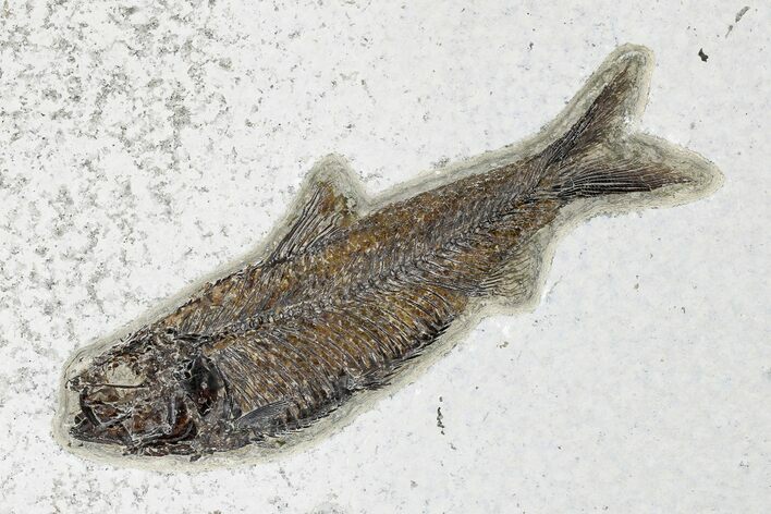 Fossil Fish (Knightia) - Green River Formation #179238